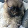 Tiny adorable Sable Pomeranian girl puppy