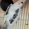 Whiteface heavy pied pearl female cockatiel