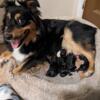Unexpectedly a liter appears 5boys 2girls ready may 22 Australian shepherd puppies