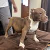 American bully pup 4 1/2 months chocolate