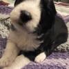 Great Pyrenees/Giant Schnauzer Mix Puppies