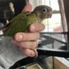 Loads of baby birds/ parrots/ conure/ lovebird, cockatiel budgies
