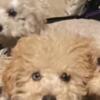 ADORABLE TINY Toy Poodles