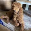 Standard poodle male 11 months
