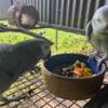 African Grey. Good for breeding or can be trained as pets again