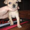 Merle female Chihuahua puppy