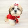 Classic Shih Tzu Puppies Available.