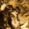 Maine Coon kittens Fantastic lynx tip, muzzles, and ear tufts