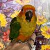Sun Conure Baby DNA Tested Female