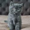 NEW Elite Scottish straight kitten from Europe with excellent pedigree, male. Luntik