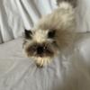 Himalayan kittens looking for great homes