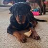 Quality Rottweiler male puppy for sale in the Denver area
