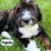 TRAINED! F1B Standard Bernedoodle Puppy