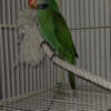Hand fed Mustache Parakeets M/ F