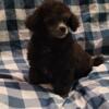 Toy Poodle (male) will be blue