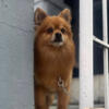 Male Pomeranian for Rehome
