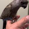 Ruppells parrots