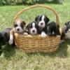 AKC Boxer Puppies for sale