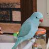 Hand Fed Male Baby Indian Ringneck- Just Weaned - 10 weeks Old - Ready Now