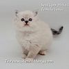 South East Alabama, interested in trade for flame ragdoll