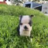 Poppy, cute tiny Boston terrier puppy