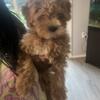 Female maltipoo looking for lovely family
