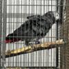 Pair african grey proven