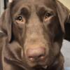 AKC Female Chocolate Lab with full breeding rights