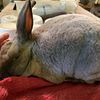 Mini Rex bunnies, soft as velvet! $40 each!