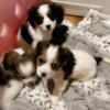Miniature dachshund cavalier puppies 2 girls left!