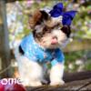 AKC Male Yorkie Yorkshire Terrier Parti Colored