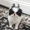 Adorable Japanese Chin puppy