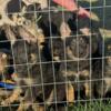 AKC German shepherd puppies! Black Collar Male