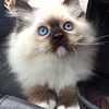 Gorgeous *Bright Deep Blue Eyes* Ragdoll Kittens - Registered