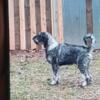 Airenauzer , mix between silver Giant Schnauzer and Airedale mix 5 pups