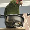 Mitered conure and the the cutest voice