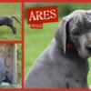 Great Dane Puppies For sale Blue ckc registered. Hurry only 2 male puppies left. Gowen, Mi.