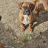 Six Month old AKC Boxer Puppies For Sale DOB 09/28/23