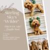 Toy poodle Stud Available
