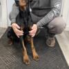 2 female Dobermans-adult and young adult