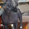 Mexican hairless chinese crested mix