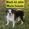 Female tri color Merle