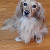 STUD SERVICE ONLY~ AKC registered cream long hair dachshund