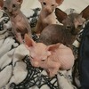 sphynx kittens for sale NYC, NJ and CT