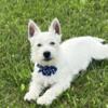 AKC West Highland Terrier Male