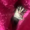 Female sugar glider looking for home