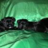 Female and male Shorkie puppies
