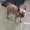 14 month old male Frenchie looking for his Furever home
