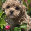 Cavapoo puppies puppy cavalier King Charles poodle mix