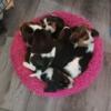 7 beautiful  beagle pups for sale
